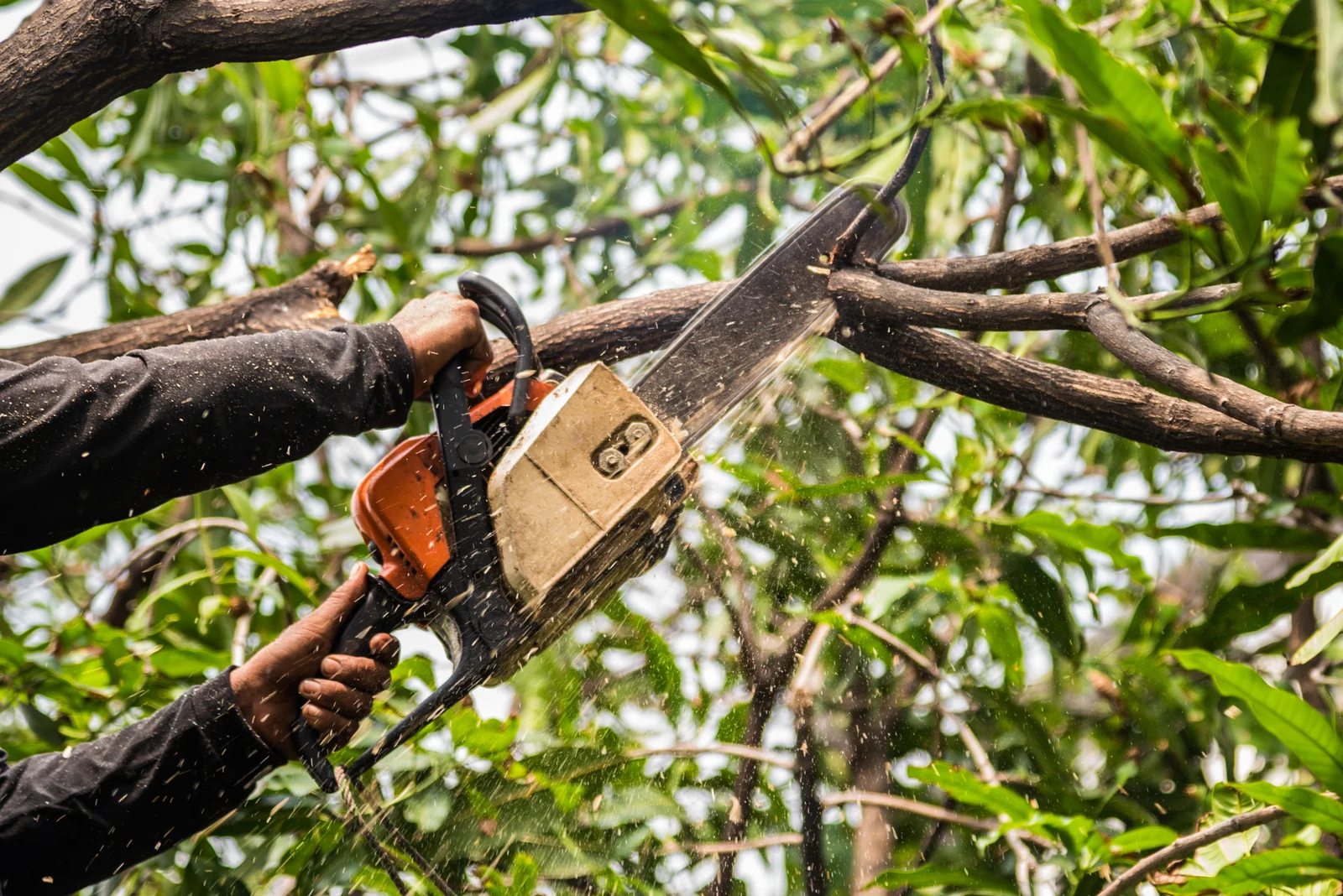 Tree Service Near Me in Downers Grove